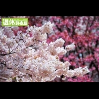 賞櫻花不必出國，台灣的櫻花也超美！5大北部賞櫻花景點與開花花期大公開～＃2個是人氣強強滾的新興景點！