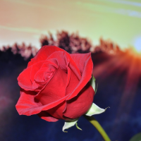 情人節愛送花  先搞清楚玫瑰顏色和數量的意義！
