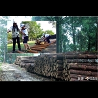 新時代森林泰山　探尋移動巨木的百年智慧