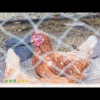 做好自我防護　嚴防H5N6禽傳人