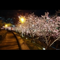 樂活公園賞櫻步道　越夜越美麗