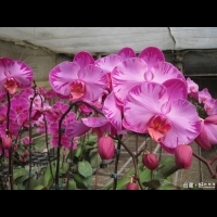 中寮蘭花達人蕭飛能　開創花卉觀光生態新亮點