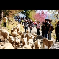 清境農場奔羊節　體驗高山牧羊樂趣