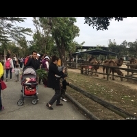 搶228連假商機　野生動物園推優惠吸客