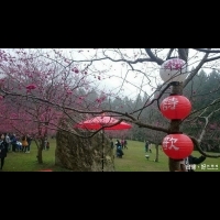 九族櫻花盛開　入園人數逾2萬人