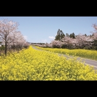 春天整遍油菜花田超美!4條濟州島主題玩樂路線,兜風、山丘、跳島、日落夜景,一年四季都好玩~