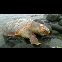 塑膠袋纏前腳鰭　瀕臨絕種赤蠵龜擱淺海灘死亡　