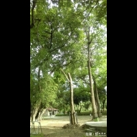 「妝點綠畫布，尋找老精靈」　紀錄百年臺南公園映像