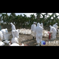 禽流感停不了　屏縣1肉鴨場確診H5N2　撲殺12000隻肉鴨