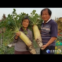 每條十幾台斤重　石岡九旬阿嬤種出超級大蘿蔔