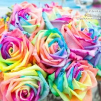 【台北】把彩虹外衣披覆在嬌麗玫瑰上．士林官邸