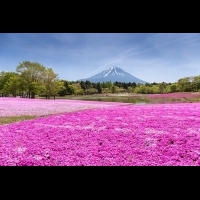 連日本人也為之瘋狂！富士山最大規模的「粉紅花の地毯」～期間限定！「富士芝櫻祭」即將開跑！