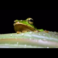 與「青蛙王子的約會」　賞蛙體驗課程