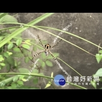 大自然真奇妙　蜘蛛結網如織英文字
