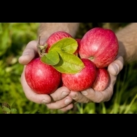 多吃蘋果、藍莓可以降低罹患糖尿病的風險？！不想一輩子與糖尿病為伍...潘懷宗博士教你這樣做！