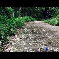 關西八寮古道踏查　探尋百年歷史遺跡