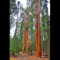 加州紅杉樹國家公園參見全世界最大的樹