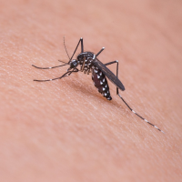 防蚊也有學問！可以試試這5種方法來對抗惱人蚊子