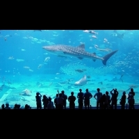 什麼？夏天你還沒去海邊？那就去水族館吧！帶你看世界10大最美水族館！
