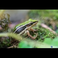 梅雨季進入繁殖期　台北赤蛙產卵量、孵化率較往年提升