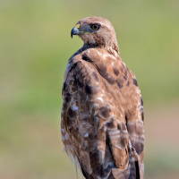 hawk,eagle,falcon 這三種鷹有什麼不同?