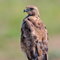 hawk,eagle,falcon 這三種鷹有什麼不同？