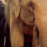 大象入侵人類社會或許並非為了爭取生存空間  而是為了報仇