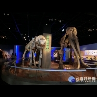 探索「真象」科博館－象群特展　從古象化石了解其起源發展