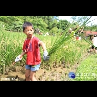 學童動物園收割稻米　親身體驗「粒粒皆辛苦」