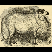 殘忍的草原沙西米   聽過尾巴現割現吃的「肥尾羊」嗎？