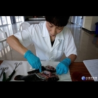 高溫魚產易生病　台南動保處提供檢驗服務