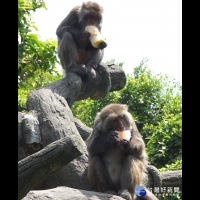 夏天熱爆了　台灣獼猴大啖「水果冰」消暑