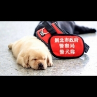 世大運最萌警犬「福星」紅到國外去，萬人粉絲IG妳Follow了嗎？