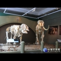 大象林旺、馬蘭完整骨架重新站起來　家長帶小朋友到科博館回憶童年