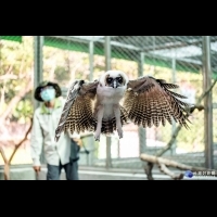 褐林鴞寶寶每日練飛30分　展現猛禽氣勢