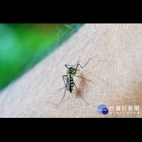 出國注意蚊蟲　今年現首例境外移入登革熱死亡確定病例