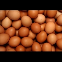 到處都在討論芬普尼雞蛋的食安問題。到底什麼是芬普尼？