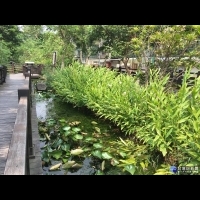 台灣溪水生態縮影　富民公園蟲鳴鳥叫生物多樣