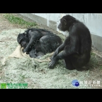北市立動物園驚傳黑猩猩逃出展區逛大街　嚇壞遊客急逃