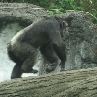 木柵動物園黑猩猩跑出展區！回顧這兩年的台灣動物脫逃史
