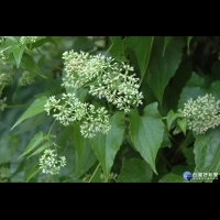 除蔓賺外快　南市收購小花蔓澤蘭及香澤蘭