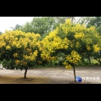 台灣欒樹綻放蒴果　如黃金雨灑落