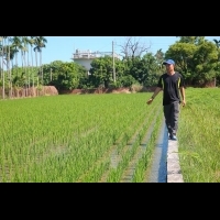 【圖輯】種稻開始　客家手工純米粄條全紀錄