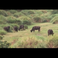 陽明山國家公園的擎天崗，牛隻可能要搬家了？！國家公園美景與生態如何兩全其美？