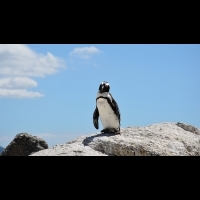 企鵝挨餓死亡南極出大問題