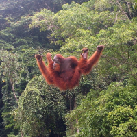印尼發現新種猩猩，千隻以下瀕臨滅絕