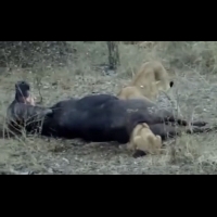 獅子「掏食水牛」時竟然被活活夾死，這是我見過死得最憋屈的獅子了！