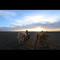 【攝影筆記】夕陽下的福相伯與他的海牛小白