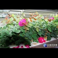 鮮花擺盤也能吃　大葉生物科LED植物工廠培育食用玫瑰花