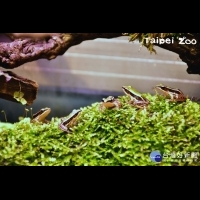 台北赤蛙人工復育有成　500隻野放濕地追蹤